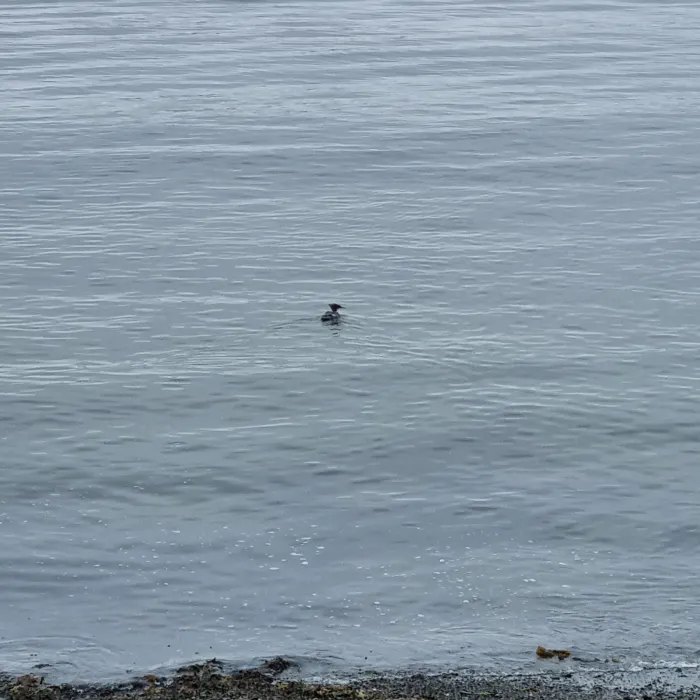 Spotted Common Merganser