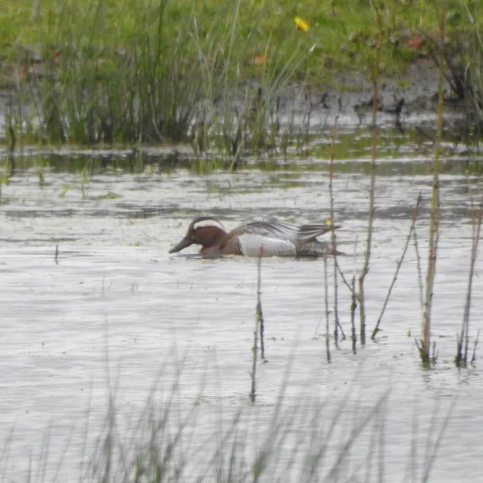 Gespotte Zomertaling