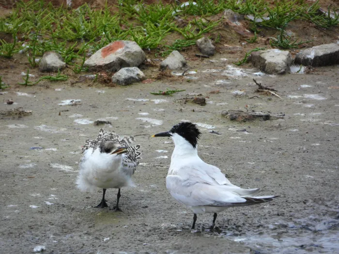 Waargenomen Grote stern