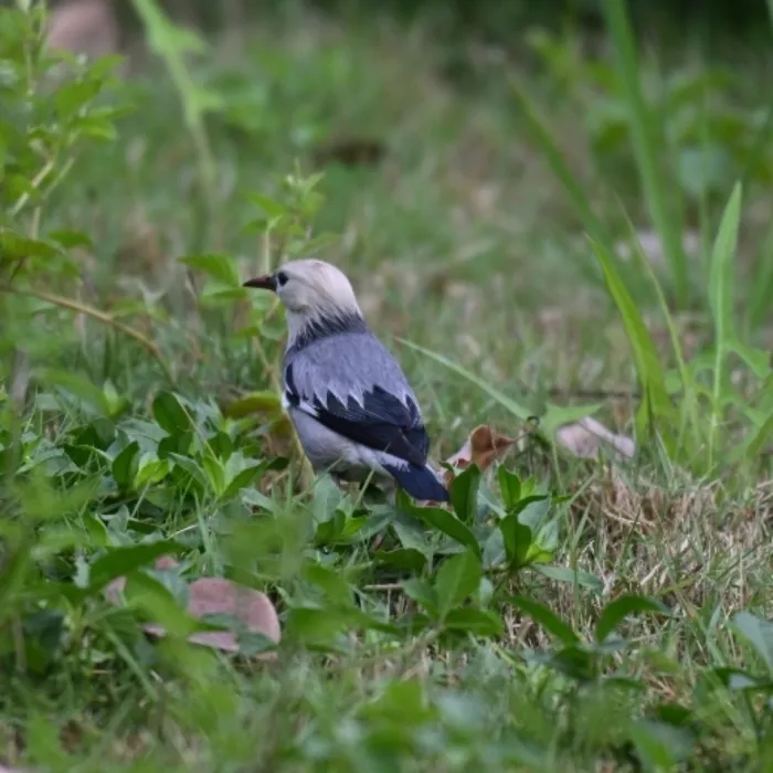 Spotted Red-billed Starling