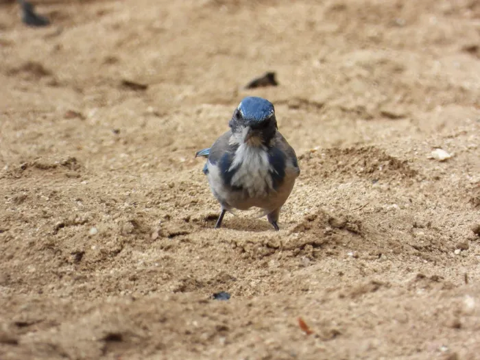 Spotted California Scrub-Jay