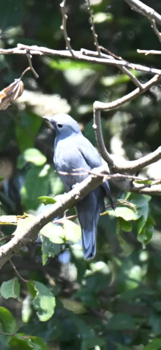 Waargenomen Bosrupsvogel