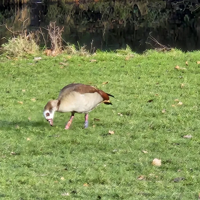 Spotted Egyptian Goose