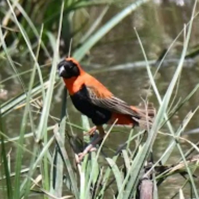 Spotted Southern Red Bishop