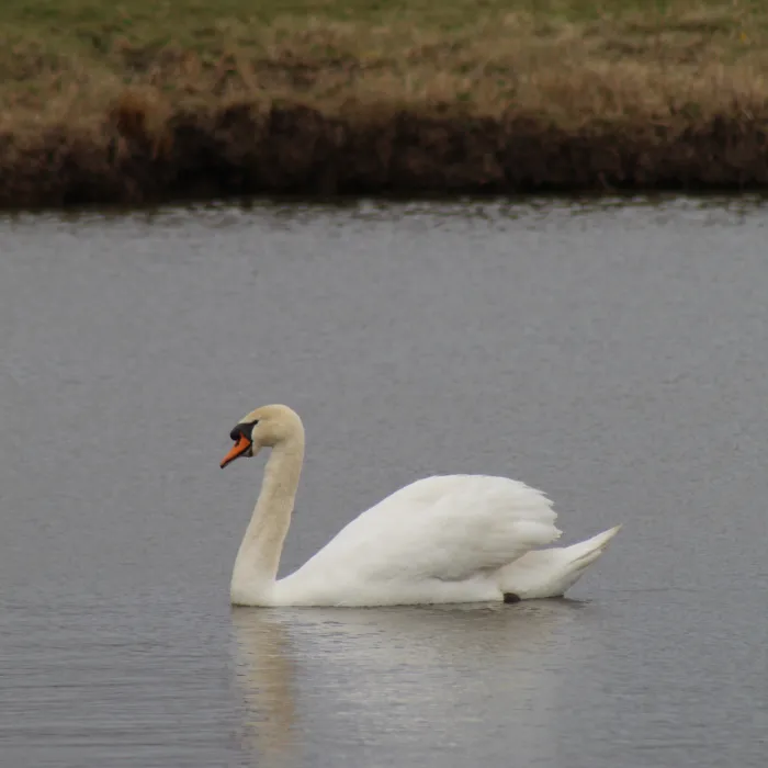 Spotted Mute Swan