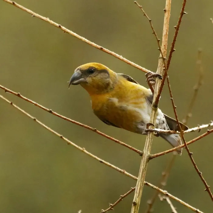 Spotted Red Crossbill