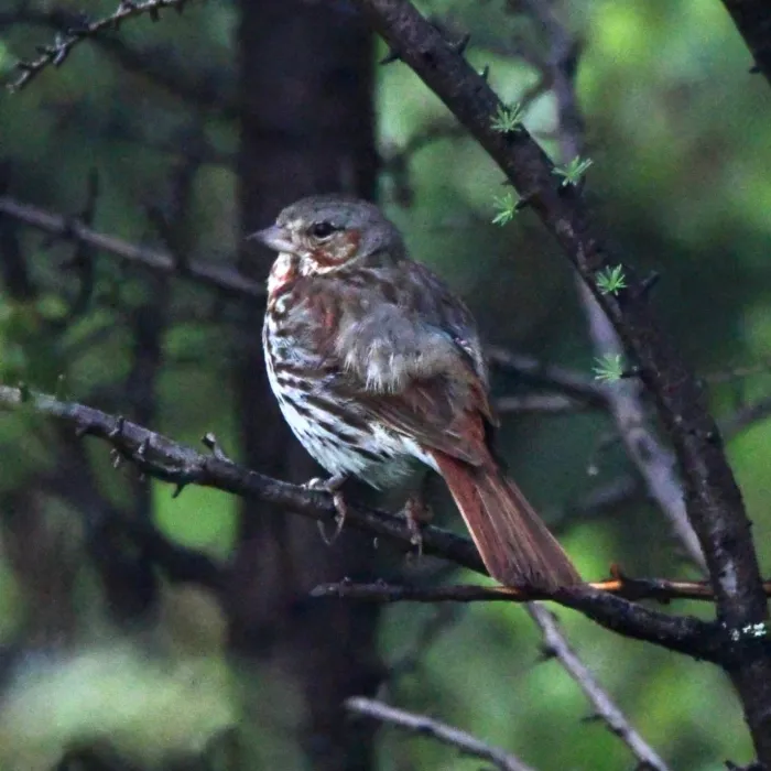 Spotted Fox Sparrow
