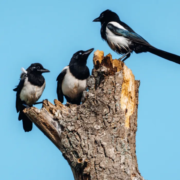 Spotted Eurasian Magpie