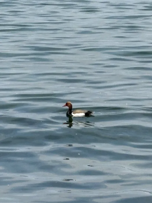 Spotted Red-crested Pochard