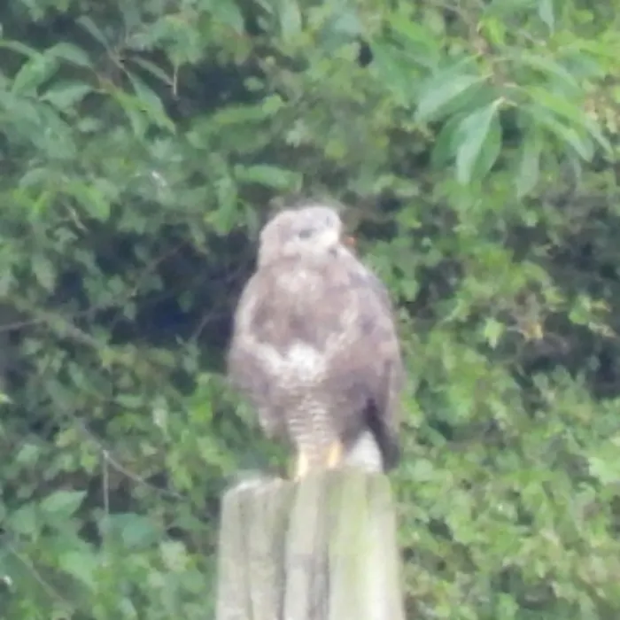 Waargenomen Buizerd