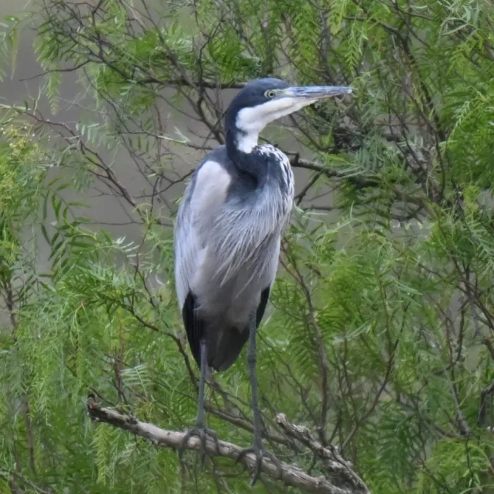 Spotted Black-headed Heron
