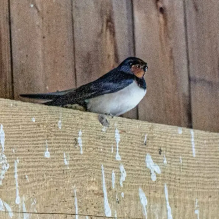 Barn Swallow