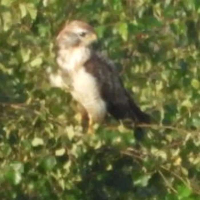 Waargenomen Buizerd