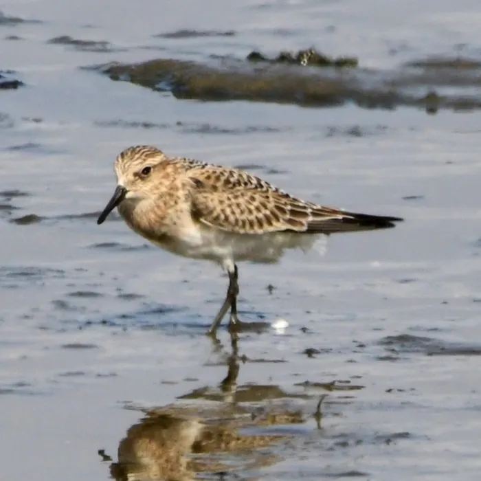 Gespotte Bairds strandloper