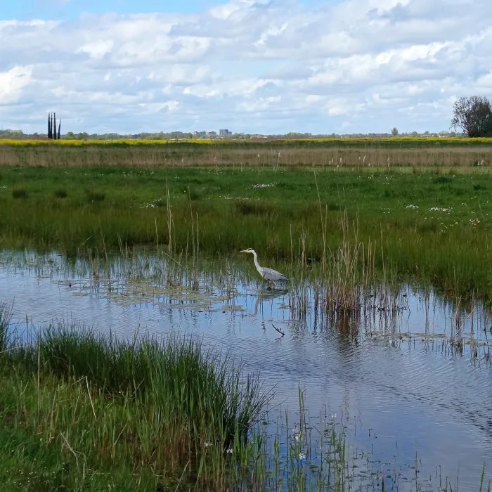 Gespotte Blauwe reiger