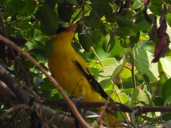 Spotted Black-naped Oriole