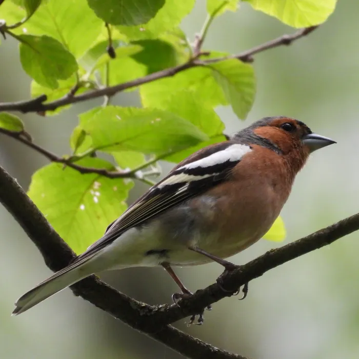 Vink