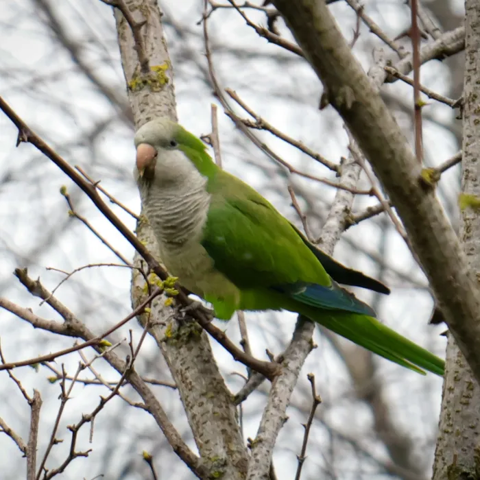 Gespotte Monniksparkiet