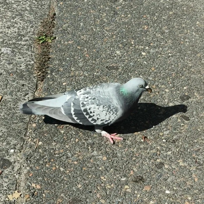 Spotted Rock Pigeon