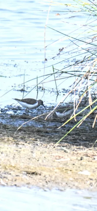 Spotted Common Sandpiper