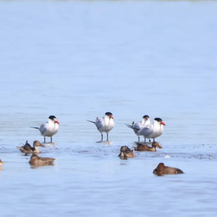 Spotted Caspian Tern
