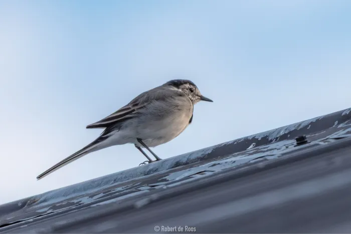 White Wagtail