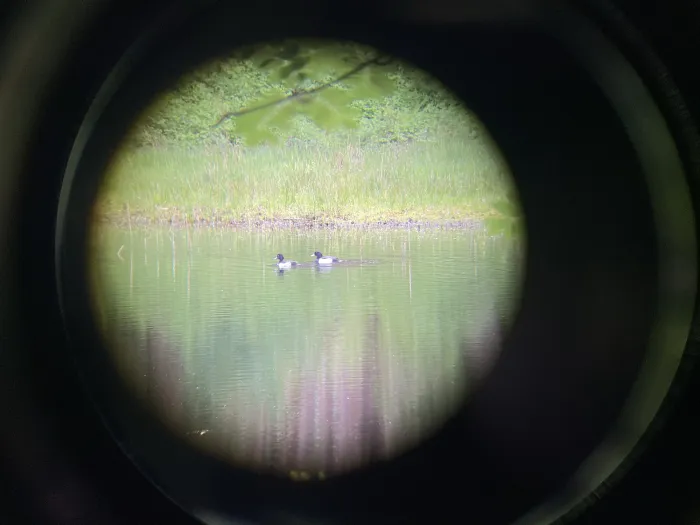 Spotted Tufted Duck