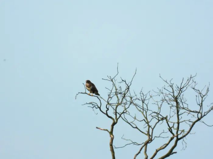 Waargenomen Buizerd