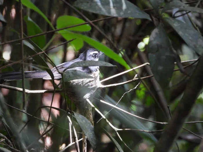 Spotted White-throated Fantail