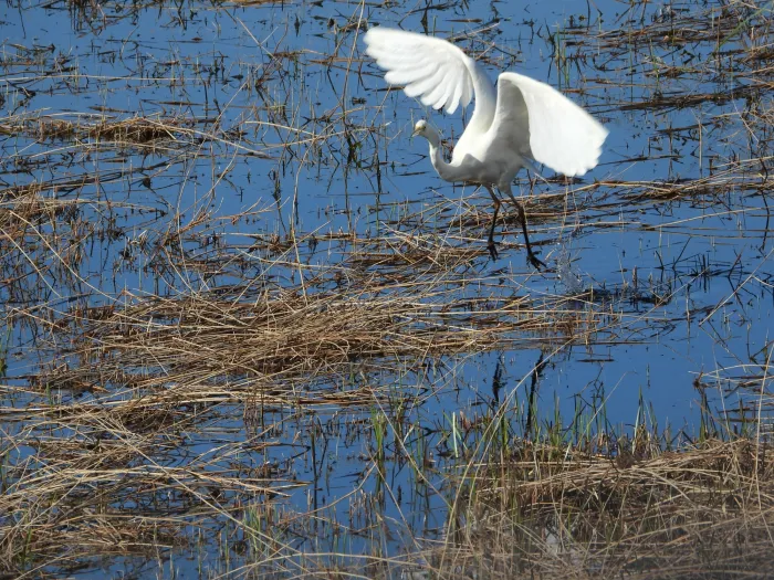 Spotted Great Egret