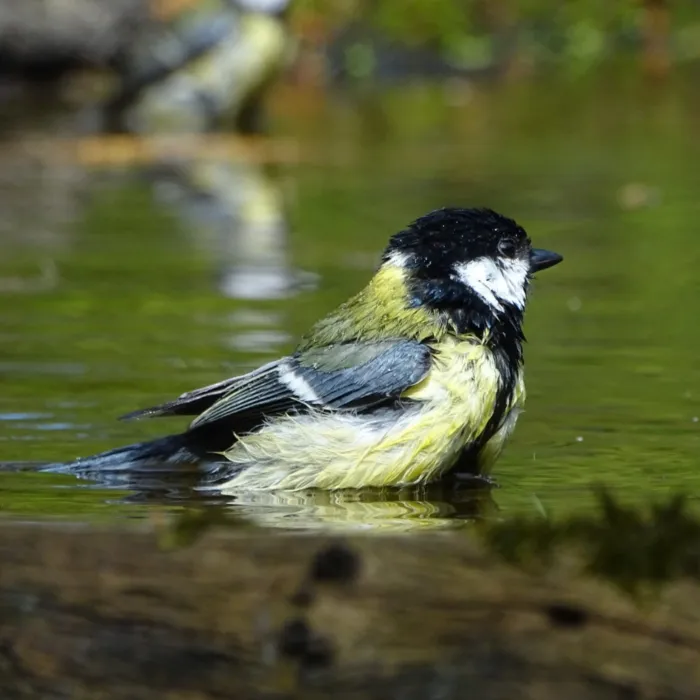 Spotted Great Tit