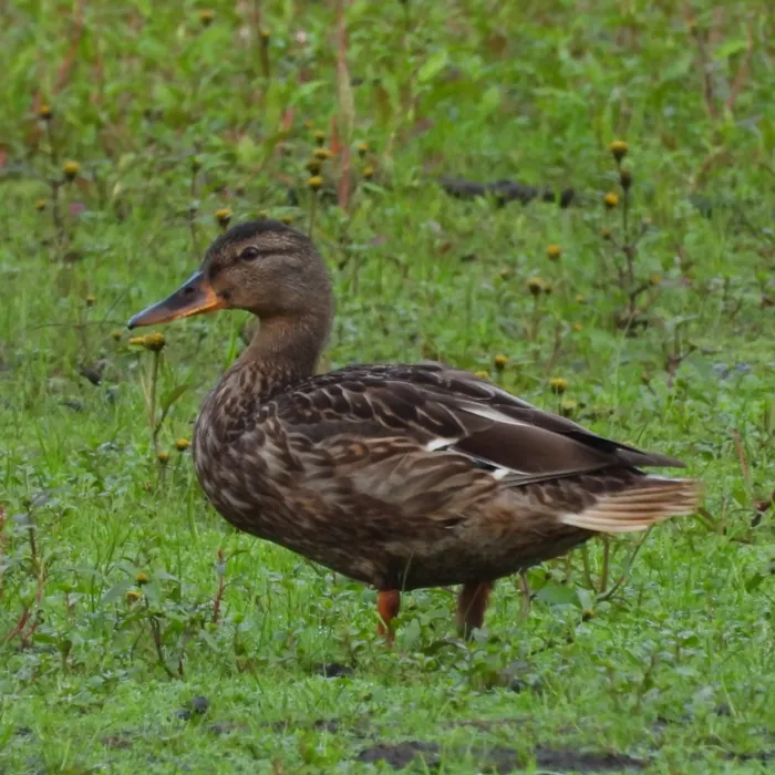 Spotted Mallard