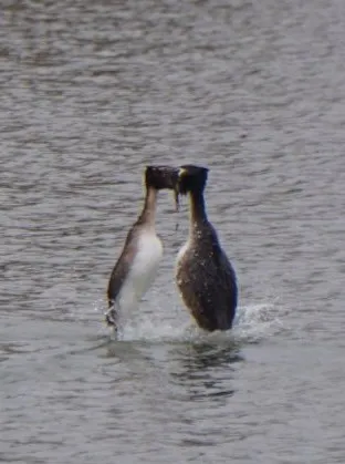 Great Crested Grebe