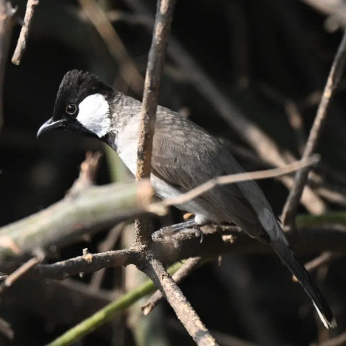 Spotted White-eared Bulbul