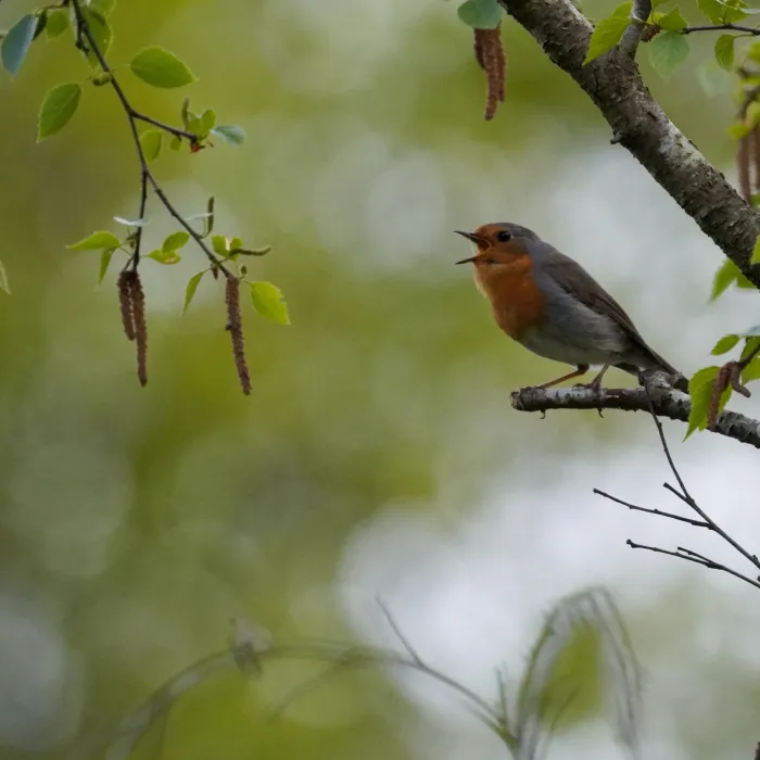 European Robin