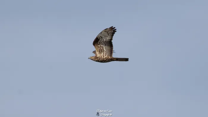 Spotted European Honey-buzzard