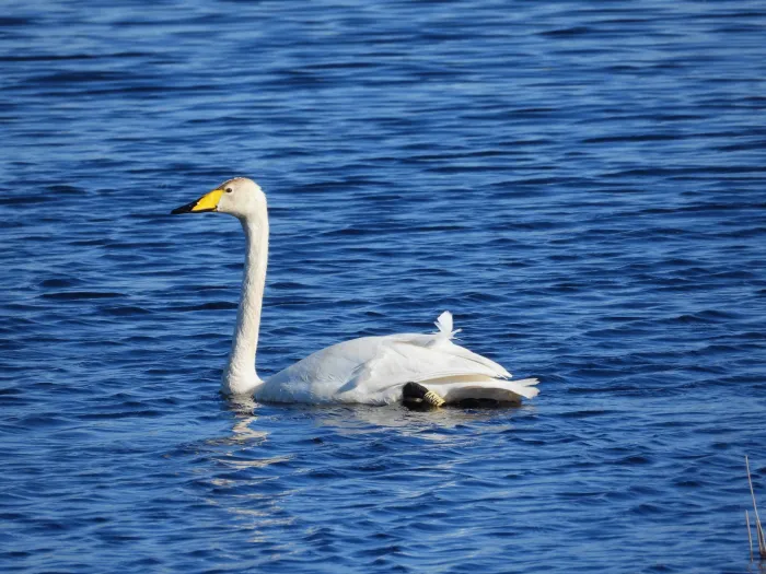 Gespotte Wilde zwaan