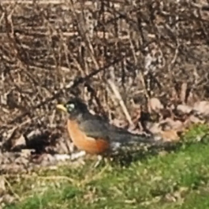 Gespotte Roodborstlijster