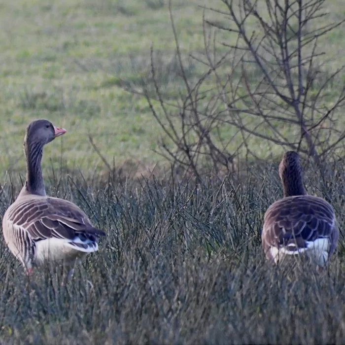 Spotted Graylag Goose