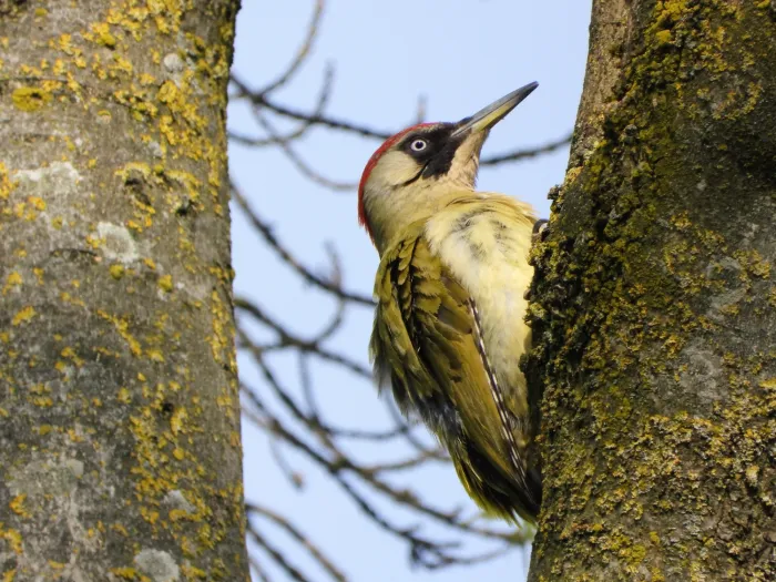 Waargenomen Groene specht