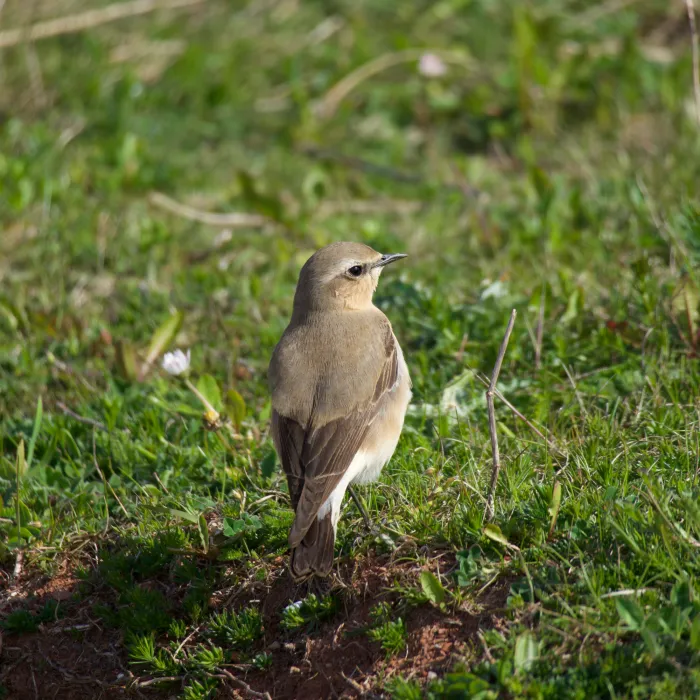 Spotted Northern Wheatear