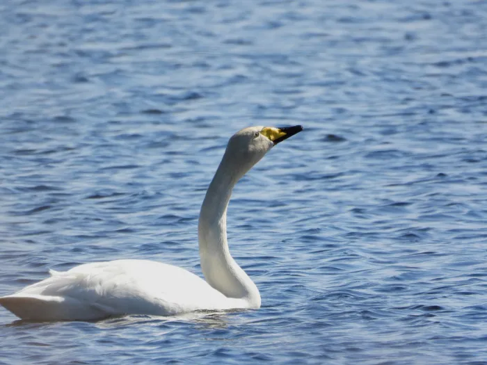 Gespotte Wilde zwaan