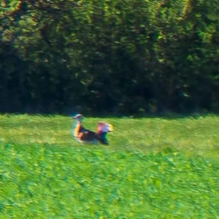 Spotted Great Bustard