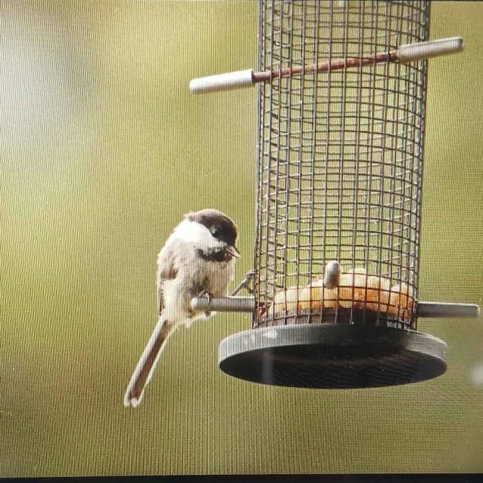 Spotted Willow Tit