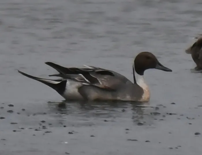 Spotted Northern Pintail