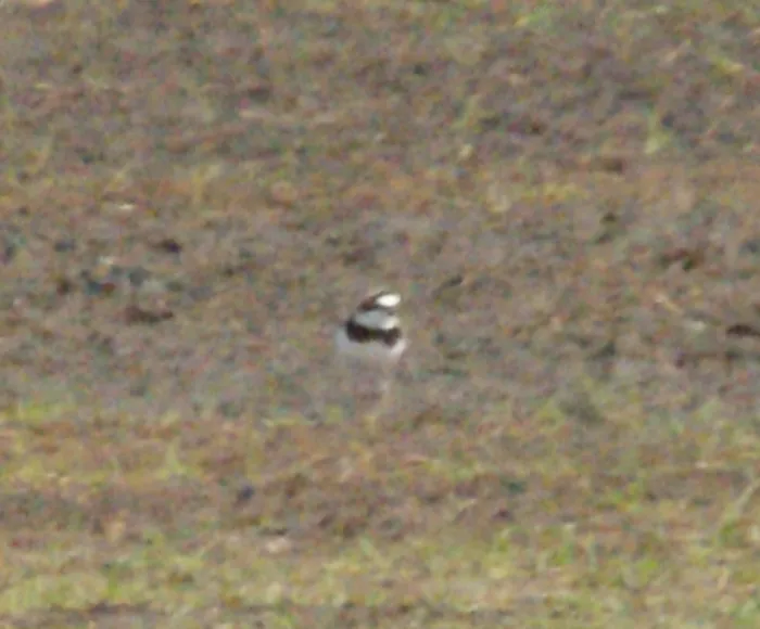 Gespotte Kleine plevier