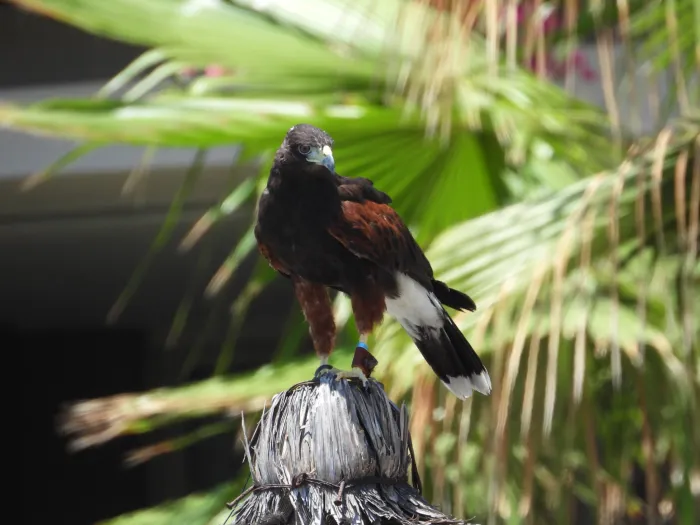 Spotted Harris's Hawk