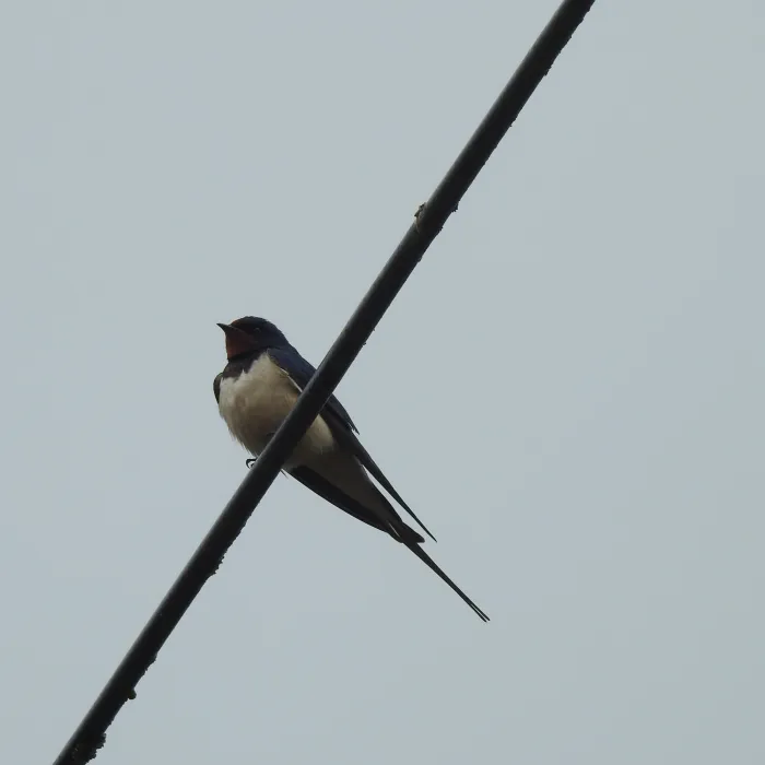 Gespotte Boerenzwaluw