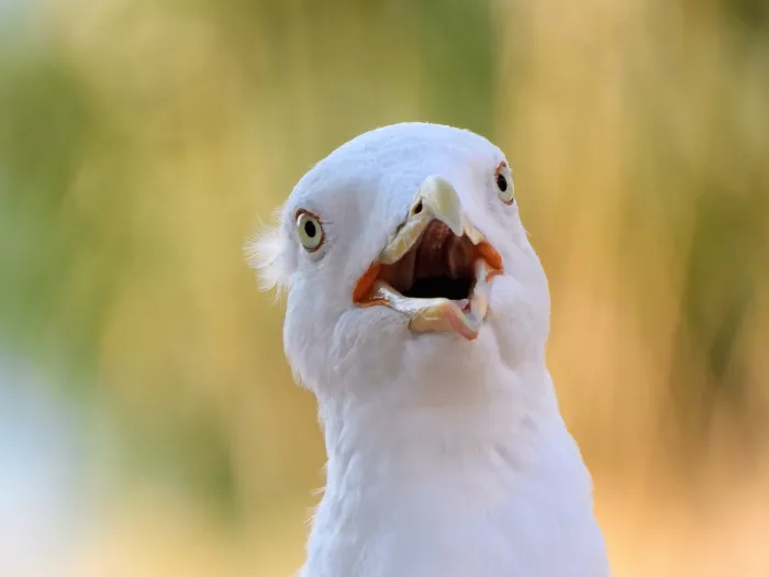 Waargenomen Geelpootmeeuw
