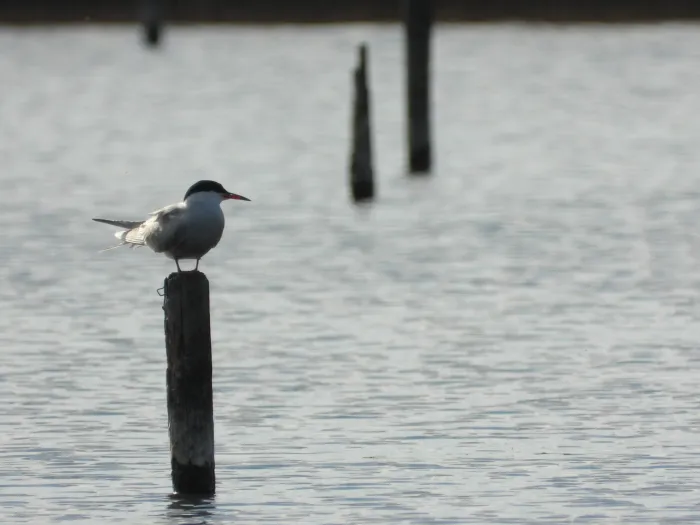 Common Tern